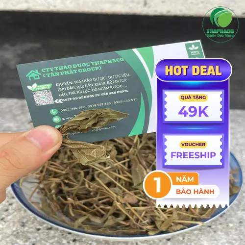Sài Đất sấy khô chất lượng cao tại kho THAPHACO