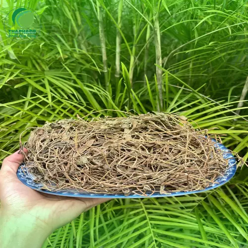 Hướng dẫn sử dụng Sài Đất khô để pha trà