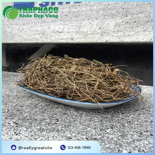 Đặt mua Sài Đất sấy khô chất lượng tại THAPHACO