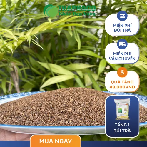 Phân biệt Thỏ Ty Tử và Dây Tơ Hồng