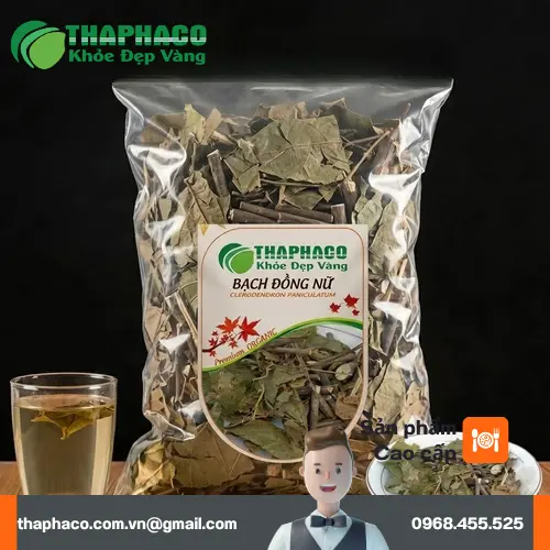 Bạch Đồng Nữ khô là gì và công dụng tiềm năng