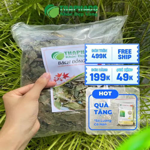 Bạch Đồng Nữ được dùng như thảo dược hỗ trợ thanh nhiệt