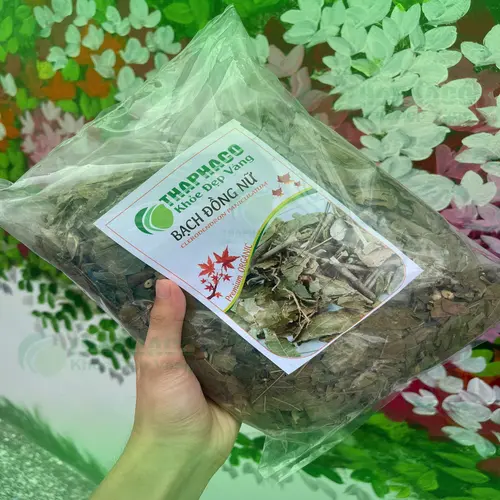 Công dụng hỗ trợ sức khỏe của bạch đồng nữ