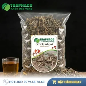 Địa Chỉ Bán Cây Xấu Hổ Khô Tại TP.HCM - Nguồn Hàng Chuẩn