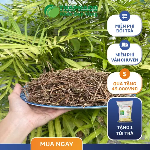 Rễ cây xấu hổ đã được sơ chế