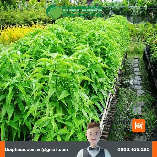 Quy trình chế biến Hoàn Ngọc khô tại THAPHACO