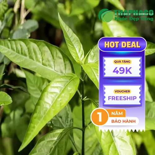 Lá Hoàn Ngọc khô đã được làm sạch và phơi khô