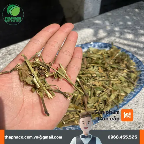 Sử dụng lá Hoàn Ngọc làm trà hoặc sắc nước