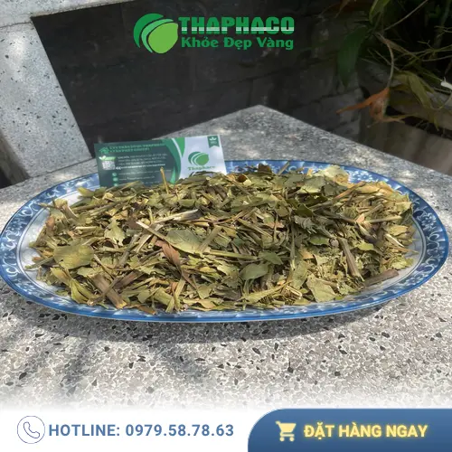 Kiểm tra lá Hoàn Ngọc khô định kỳ để tránh ẩm mốc