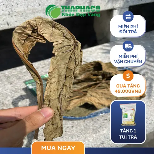 Đặc điểm nhận dạng của cây Lá Khôi Tía và lá khô