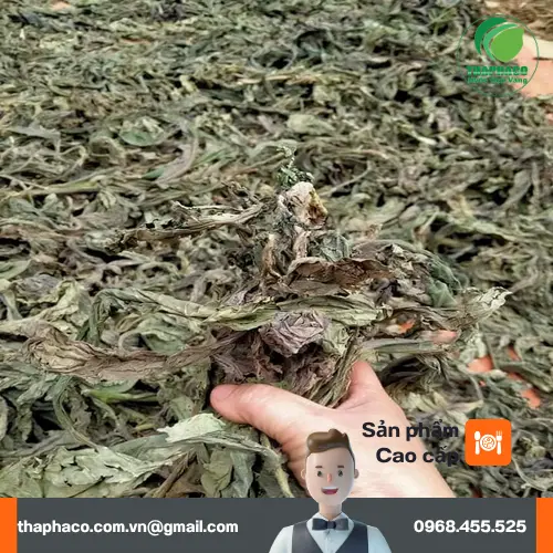 Quá trình pha trà Lá Khôi Tía sấy khô tại nhà