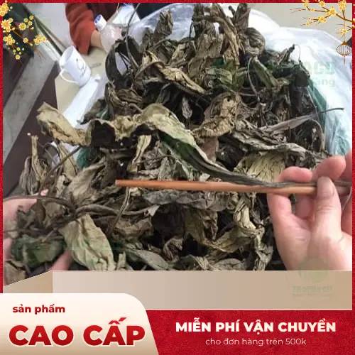 Lá Khôi Tía hỗ trợ tiêu hóa và giảm viêm