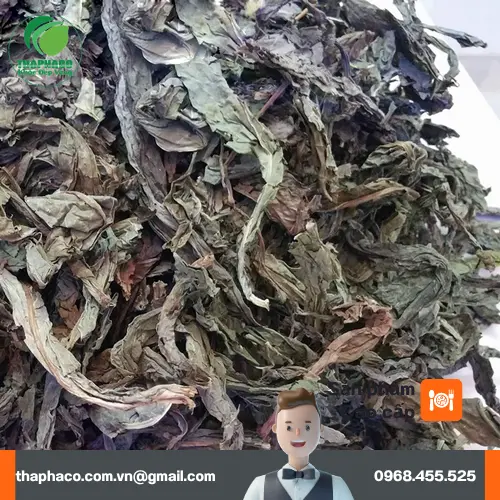 Lưu ý khi sử dụng Lá Khôi Tía khô để đảm bảo an toàn