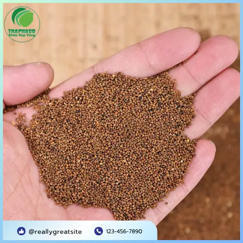 Sử dụng Thỏ Ty Tử đúng liều lượng và cách bào chế theo hướng dẫn