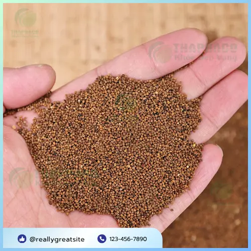 Thỏ Ty Tử - dược liệu hỗ trợ sức khỏe