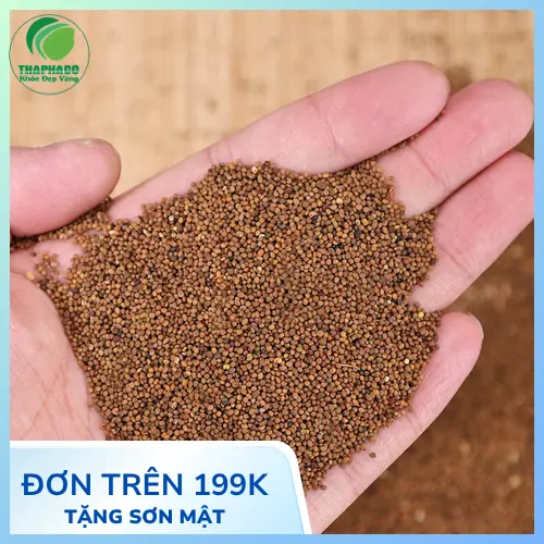Cần thận trọng khi dùng Thỏ Ty Tử cho người có bệnh nền