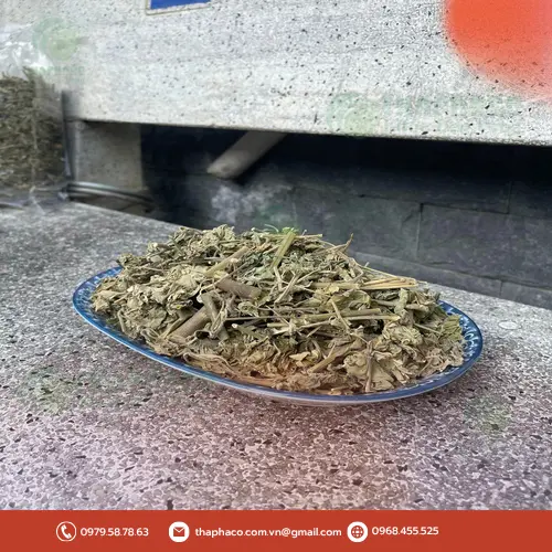 Hình ảnh toàn thân cây cối xay mọc tự nhiên