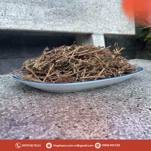 Đặc điểm nhận dạng cây xấu hổ