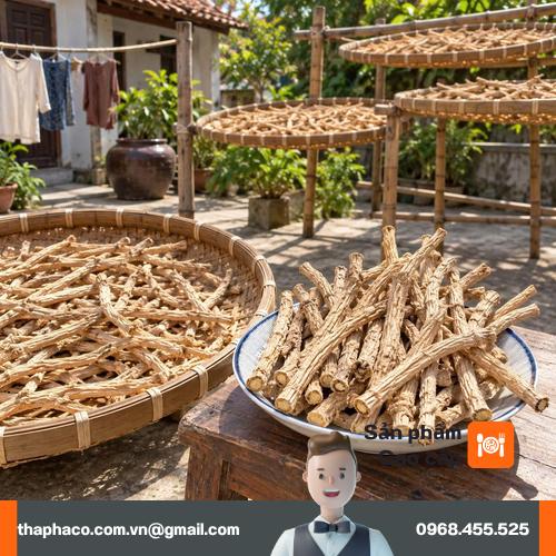 Rễ cây phòng phong khô dạng cọng dài tự nhiên