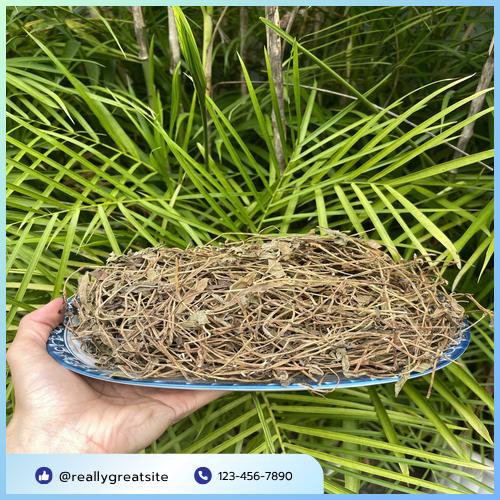 Quy trình chọn lọc sài đất khô đạt chuẩn an toàn