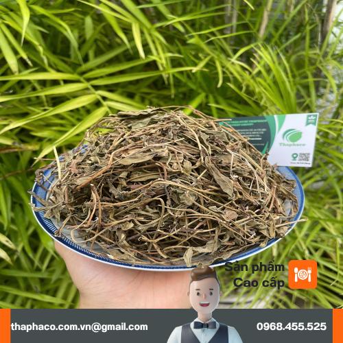 Sài đất tươi được sơ chế làm dược liệu
